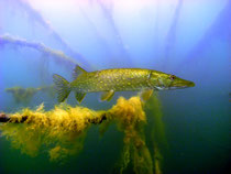 Hecht (Esox lucius), Straussee