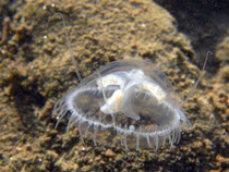 Süsswasserqualle (craspedacusta sowerbii), max.1-2 cm groß