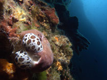 Leopardenschnecke (peltodoris atromaculata), Insel Prvic, Kroatien