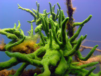 Süsswasser-Fingerschwamm (Spongilla lacustris), Feldberger Seenplatte