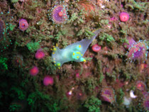 Faröische Hörnchenschnecke (polycera faeroensis) Bretagne 2005