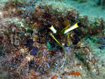Einsiedlerkrebs, Thailand