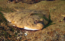 Plattfisch Ostsee, Rerik