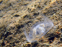 Süsswasserqualle (craspedacusta sowerbii), max.1-2 cm groß