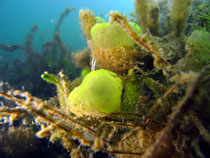 Grünes Gallertkugeltierchen (Ophrydium versatile), Gr. Ammelshainer See
