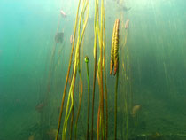 Seerosen (nymphaea)