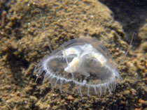 Löbejün 2012, Süsswasserqualle (craspedacusta sowerbii), max.1-2 cm groß