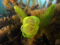 Grünes Gallertkugeltierchen (Ophrydium versatile), Gr. Ammelshainer See
