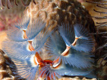 Christmastree-Worm, Phuket, Thailand