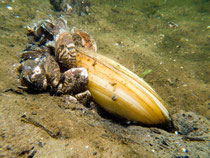 Gemeine Teichmuschel o. Schwanenmuschel (anodonta cygnea) mit Dreikantmuscheln o. Wandermuschel (Dreissena polymorpha)