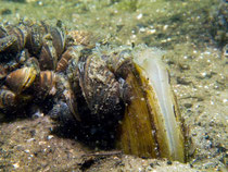 Gemeine Teichmuschel o. Schwanenmuschel (anodonta cygnea) mit Dreikantmuscheln o. Wandermuschel (Dreissena polymorpha)