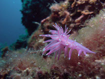 Violette Coryphella, Insel Prvic, Kroatien