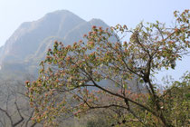 Im Amboró Nationalpark