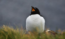 Tordalk am Latrabjarg