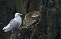 Dreizehenmöwe am Nest mit Jungen, Latrabjarg