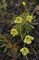 Islandmohn