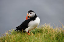 Puffin am Latrabjarg