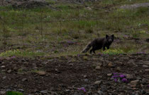 Polarfuchs auf Vatnsnes