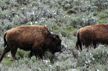 Bisons / Yellowstone National Park, Wyoming