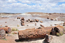 Petrified Forest National Park & Painted Desert, Arizona (Petrified wood 200 million years old)