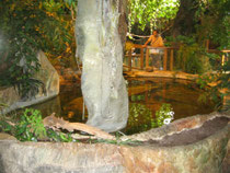 Tropical pond - Riga Zoo