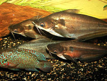 Schilbe intermedius