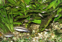 Pelvicachromis pulcher: Paar mit Jungfischen