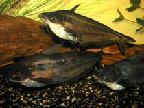 Schilbe intermedius