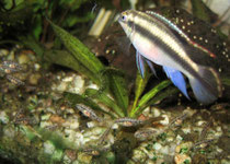 Pelvicachromis pulcher: Männchen mit Jungfischen
