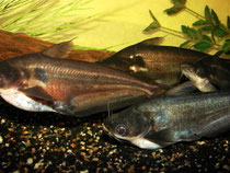 Schilbe intermedius