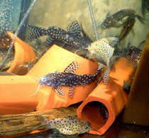 Synodontis-Hälterungsbecken