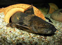 Pseudopimelodus bufonius verlässt sein Versteck.