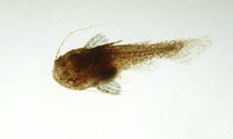 Tatia sp. goldfarben (Länge: 7 mm)