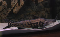 Brachyplatystoma juruense sp. Flash Zebra