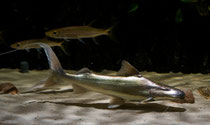 Brachyplatystoma rousseauxii