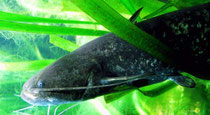 Waller (Silurus glanis) im Unterwasserreich Schrems