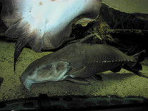 Potamotrygon motoro & Pseudodoras niger