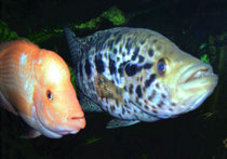 Amphilophus Citrinellus und Parachromis managuensis