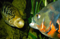 Parachromis managuensis und Astronotus ocellatus: Drohhaltung mit anschließendem Maulzerren