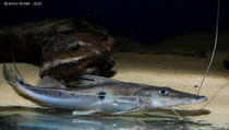 Störspatelwels (Platystomatichthys sturio)
