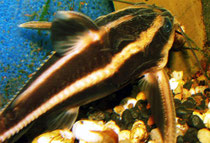 Liniendornwels (Platydoras costatus)