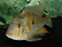 Männchen von Acarichthys heckelii