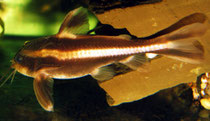 Platydoras costatus: Ein 6 cm langes Exemplar.