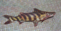 Brachyplatystoma juruense