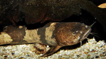 Pseudopimelodus bufonius - helle Variante