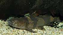 Pseudopimelodus bufonius - dunkle Variante