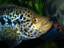 Parachromis managuensis und Astronotus ocellatus