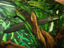 Electrophorus electricus