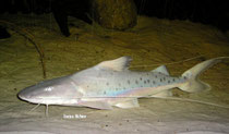 Brachyplatystoma capapretum