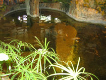 Tropical pond - Riga Zoo